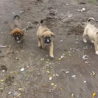 توله دورگ سرابی