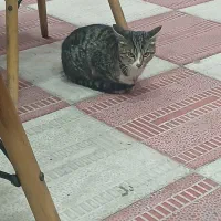 گربه دی اس اچ