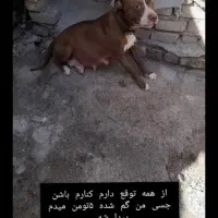 پیتبول. پیت بول مژدگانی یک جفت توله و ۵ تومن|حیوانات|مشهد, شترک|دیوار