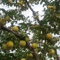 آلو زرد محلی