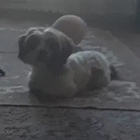 سگ شیتزو ۷ونیم ماهه