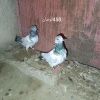 کبوتر پاکستانی