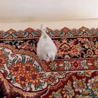 مرغ عشق دستی دست هم میدهد|پرنده|اصفهان, سرشبادران|دیوار
