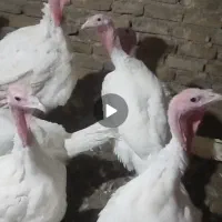 بوقلمون گوشتی