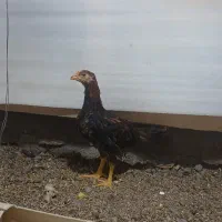 جوجه لاری سنگین وزن