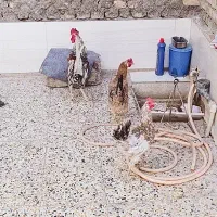 مرغ وخروس سراه خرمشهر عین دو دونی سیصدوپنجاه|حیوانات مزرعه|اهواز, عین ۲|دیوار
