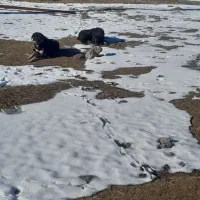 توله سگ محلی|سگ|هیر, |دیوار