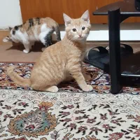 دو عدد گربه بازیگوش با مزه واگذار میگردد