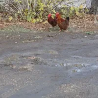 مرغ وخروس|حیوانات مزرعه|گنبد کاووس, |دیوار