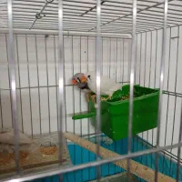 فنچ باجوجه|پرنده|قم, انسجام|دیوار