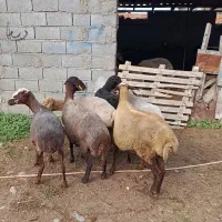 6راس گوسفند مایه کرده آبستن|حیوانات مزرعه|سیمین شهر, |دیوار