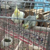 دو عدد عروس معاوضه با سیره