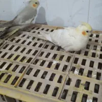 عروس هلندی.لوتینو شرابی