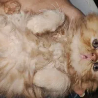 گربه پرشین کوچولو