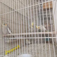 عروس هلندی|پرنده|گرگان, |دیوار