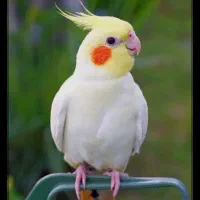 عروس هلندی
