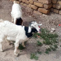 دوراس بزغاله دورگ خوراکخور