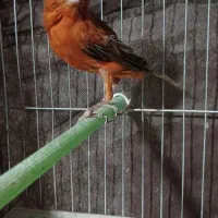 قناری نر سوخته قدار|پرنده|اردبیل, |دیوار