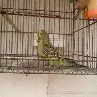 مرغ عشق انگلیسی نر