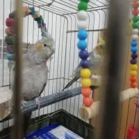 عروس هلندی مولد|پرنده|سقز, |دیوار