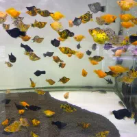 ماهی اکواریوم پروانه بار جدید شارژ شد|ماهی|مشهد, هدایت|دیوار