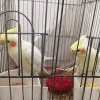 یه جفت عروس هلندی لوتینو ۱۵۰۰۰۰