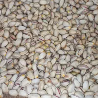 پسته دستچین ارگانیک واعلا بی واسطه|خوردنی و آشامیدنی|درگز, |دیوار