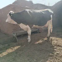 گاو سیمینتال