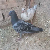 سبز و پولک پلاکی