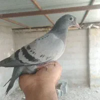 فروش جوجه پلاکی عطیقه. پدر مادرش جنگنده f35 هستن