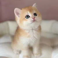 گربه های اصیل با پدر و مادر وارداتی