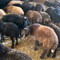 بره نر ریز فروشی