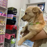 پیداشده