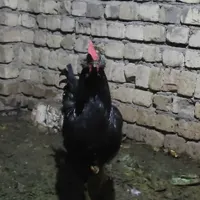 خروس مشکی مرندی