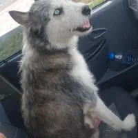 سگ پیدا شده هاسکی