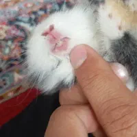 بچه خرگوش ناز و ملوس نیم لوپ
