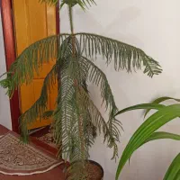 گل کاج مطبق|گل و گیاه طبیعی|قره ضیاالدین, |دیوار