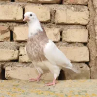 طوقی نر|پرنده|شهرضا, |دیوار