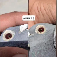 دورگ وپلاکی|پرنده|لنجان, |دیوار