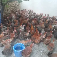 مرع بومی  گلپایگان محلی و رسمی تخمگذار  مرغ لوهمن