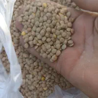 پخش عمده وخرده عدس|خوردنی و آشامیدنی|بانه, |دیوار