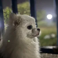 سگپامرانین سایز ریز