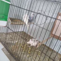 تعداد حیوان دارای جوجه وتخم|پرنده|یزد, |دیوار