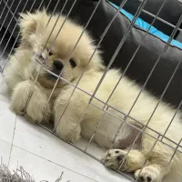 پیکینیز پاپت سایز|سگ|تهران, قیطریه|دیوار