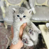 توپای پشمکی|گربه|یزد, |دیوار