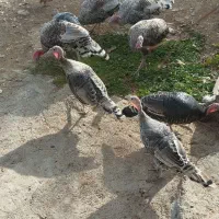 بوقلمون|حیوانات مزرعه|یاسوج, |دیوار