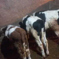 گوساله نره|حیوانات مزرعه|سربند, |دیوار