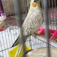 عروس هلندی ماده گل باقالی