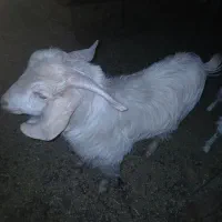 بز نر|حیوانات مزرعه|قائن, |دیوار