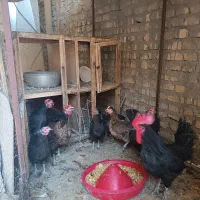 مرغ وخروس محلی خوش ذات